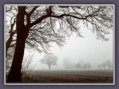 Winternebel