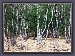 Winterwald im abgetorfen Moor