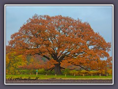 Die Mackensen Eiche - Herbst