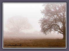 Die Mackensen Eiche - im Nebel