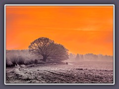 Die Mackensen Eiche - Sonnenuntergang