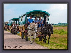 Hinaus in die Hammewiesen mit Pferd und Wagen