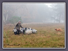 Schafe hüten und Heide pflegen