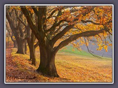 Weyerberg - ein Spaziergang im Herbst