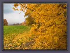 Weyerberg - Herbstlaub