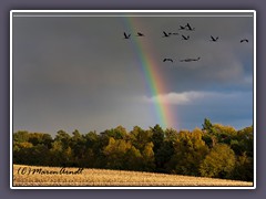 Weyerberg - Regenbogen und Kraniche über einem abgeernteten Maisfeld